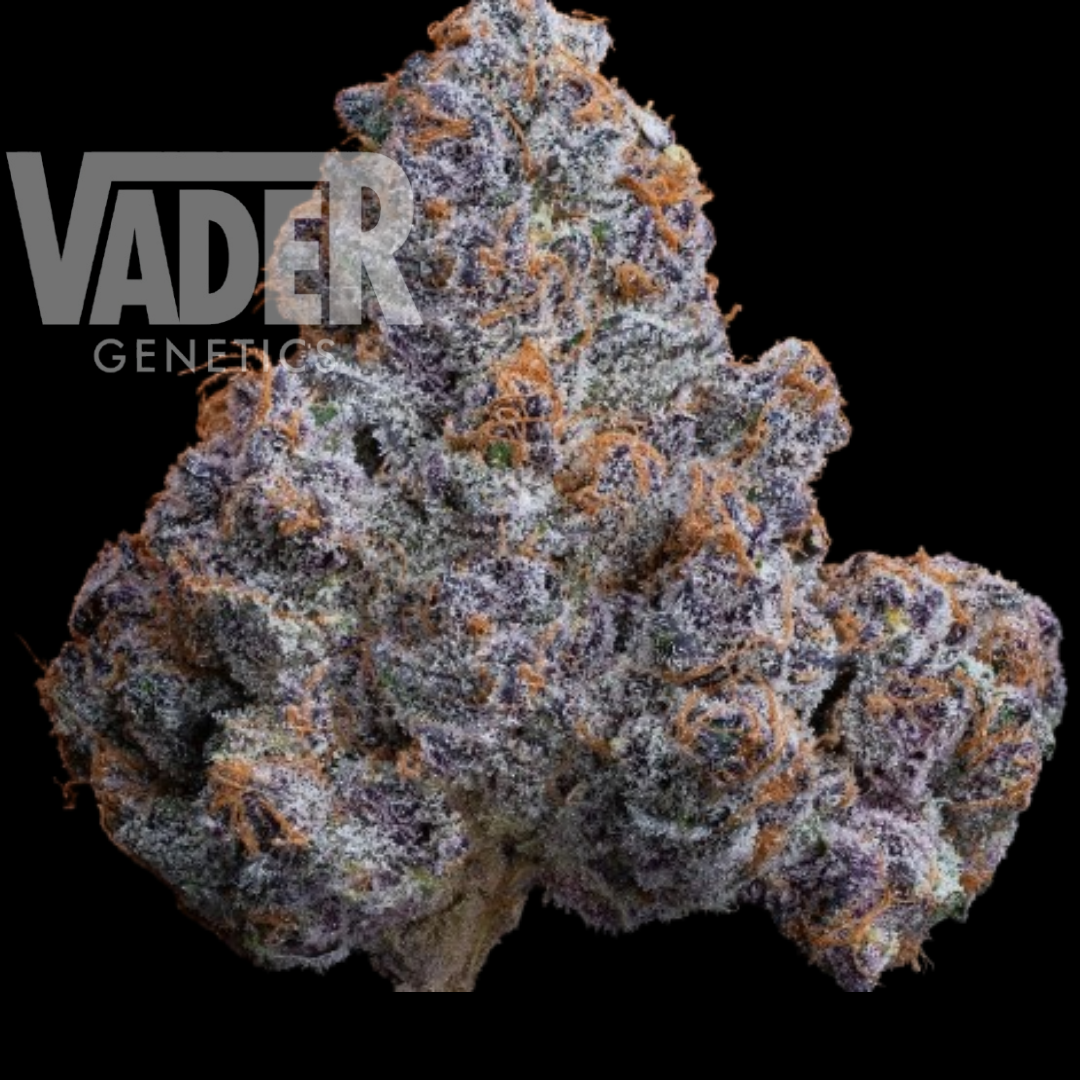 Super Boof x Paradise Pine