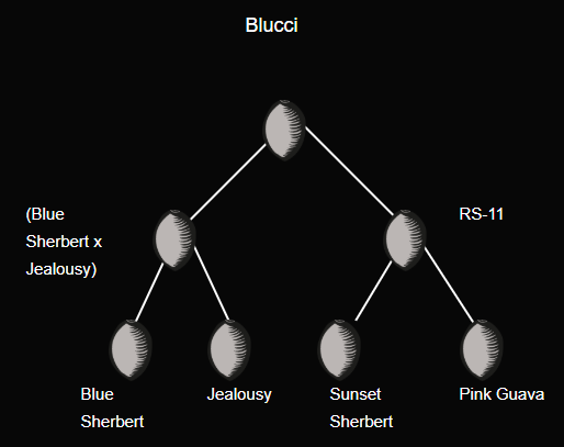 Blucci Lineage