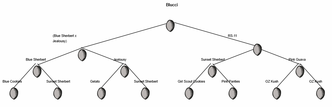 Blucci Full Lineage
